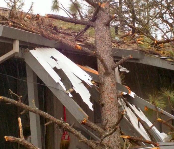 Fallen tree on the roof of a house