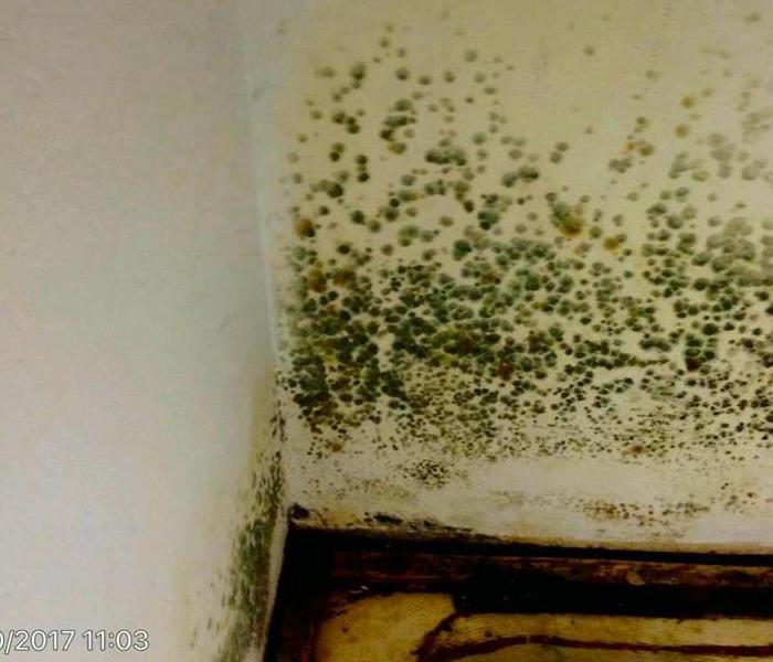 Mold growing on an interior wall